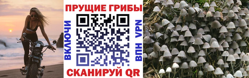 что такое   Курильск  Псилоцибиновые грибы мицелий 